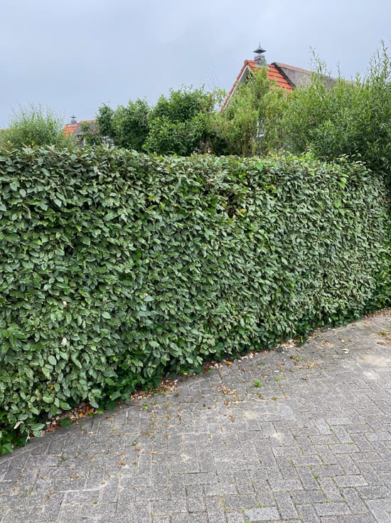 Wintergrüne Ölweide / Elaeagnus ebbingei günstig kaufen