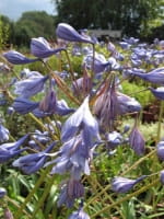 Agapanthus africanus 'Plena' / Schmucklilie 'Plena'