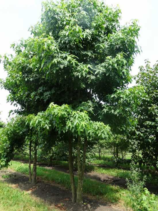 Amerikanischer Amberbaum / Guldenbaum 'mehrstämmig' / Liquidambar