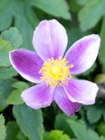 Anemone hupehensis 'Pretty Lady Diana' / Herbst-Anemone 'Pretty Lady Diana'