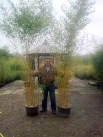 Phyllostachys aureosulcata 'Spectabilis' / Flachrohr-Bambus 300-350 cm im 70-Liter Container