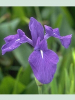 Iris laevigata / Asiatische Sumpf-Schwertlilie
