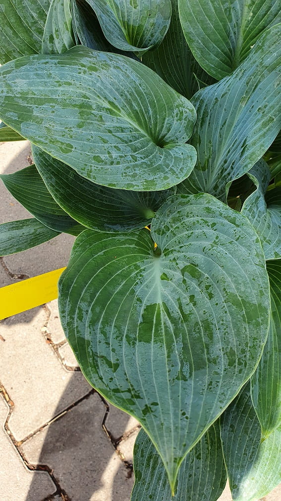 Hosta Sieboldiana Var. Elegans - Foto 3