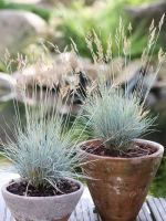 Festuca glauca / Blau-Schwingel
