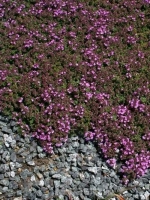 Thymus praecox 'Minor' / Garten-Thymian