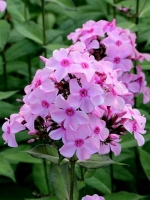 Phlox paniculata 'Sweet Summer Melody' (R) / Hohe Beet-Flammenblume 'Sweet Summer Melody'