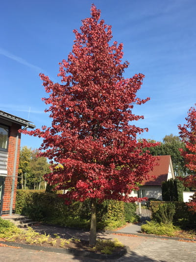 Amberbaum 'Worplesdon' / Liquidambar styraciflua 'Worplesdon'