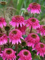 Echinacea Purpurea 'Razzmatazz ®' / Gefüllter Sonnenhut
