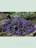 Campanula garganica 'Senior' / Stern-Polster-Glockenblume