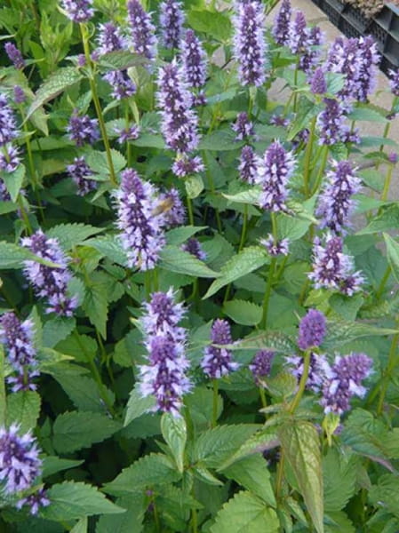 GartenDuftnessel 'After Eight' / Agastache rugosa 'After Eight