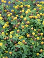 Trifolium badium / Braunklee