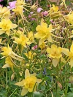 Aquilegia chrysantha 'Yellow Queen' / Akelei / langspornige Akelei