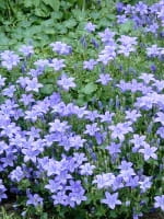 Campanula portenschlagiana 'Birch' / Polster-Glockenblume