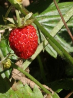 Fragaria vesca / Walderdbeere