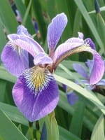 Iris versicolor Fliedermeer  /
