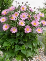 Anemone 'Fantasy Pocahontas' / Herbst-Anemone 'Fantasy Pocahontas'