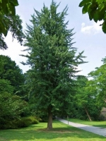 Ginkgo biloba 'Tremonia' / Säulenförmiger Ginkgobaum