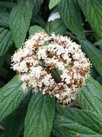 Viburnum rhytidophyllum / Runzelblättriger Schneeball / Immergrüner Großblatt-Schneeball / Zungen-Schneeball