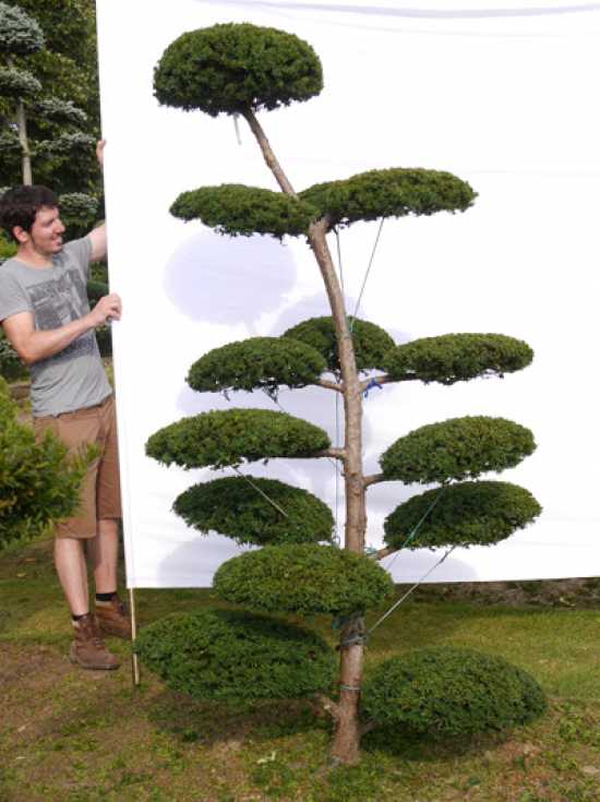 GartenBonsai (0026) / Taxus media 'Hillii' H 230 cm B 120 cm