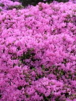 Rhododendron obtusum 'Diamant' purpur / Japanische Azalee 'Diamant' purpur