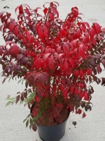 Euonymus alatus 'Compactus' / Niedriger Korkspindelstrauch