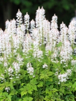 Tiarella cordifolia Running Tiger ® /
