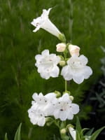 Penstemon cultorum White Bedder  /