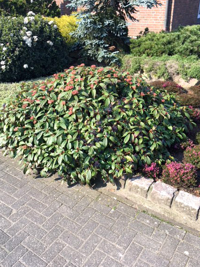Immergrüner KissenSchneeball / Viburnum davidii günstig kaufen
