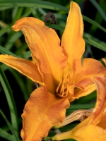 Hemerocallis cultorum Primal Scream  /