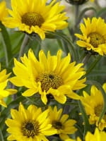 Helianthus atrorubens / Stauden-Sonnenblume