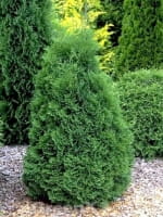 Thuja occidentalis 'Holmstrup' / Lebensbaum 'Holmstrup' / Kegel-Lebensbaum