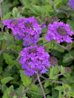 Verbena canadensis 'Homestead Purple' / Eisenkraut