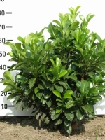 Prunus laurocerasus 'Etna' / Kirschlorbeer 'Etna' 60-80 cm mit Ballierung