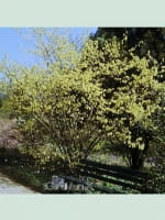 Corylopsis spicata / Ährige Scheinhasel