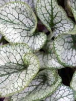 Brunnera macrophylla 'Jack Frost ®' / Silberiges Garten-Vergissmeinnicht