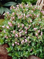 Lamium maculatum 'Shell Pink' / Taubnessel