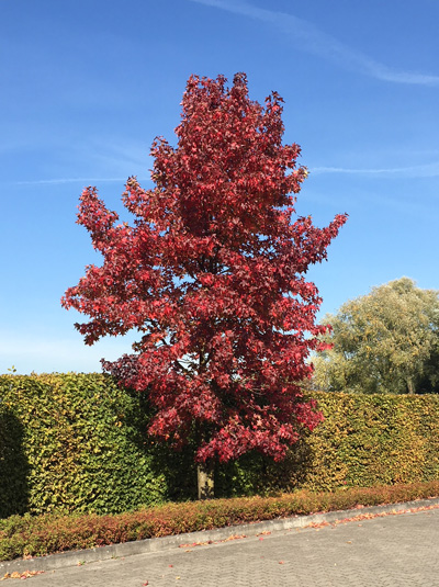 Amerikanischer Amberbaum / Guldenbaum / Liquidambar styraciflua