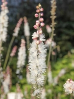 Cimicifuga acerina 'Compacta' / Kleine Japan-Silberkerze