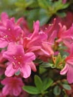 Rhododendron obtusum 'Amoena' / Japanische Azalee 'Amoena'