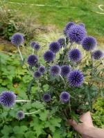 Echinops ritro 'Veitchs Blue' / Kugeldistel