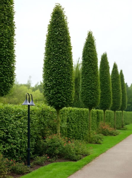 s-ulen-hainbuche-frans-fontaine-carpinus-betulus-frans-fontaine