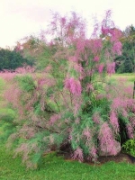 Tamarix ramosissima 'Pink Cascade' / Heide-Tamariske 'Pink Cascade'