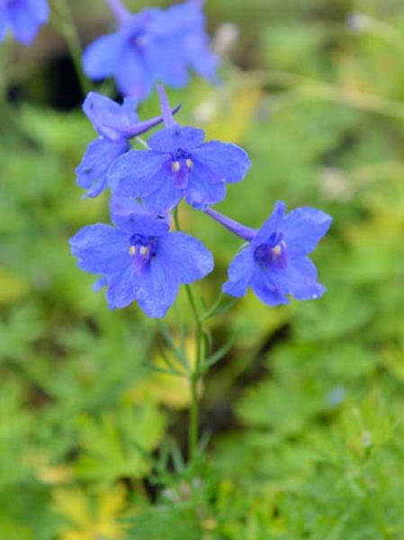 Delphinium grandiflorum 'Blauer Zwerg' / Zwergiger Garten-Rittersporn