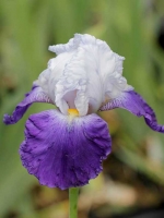 Iris barbata-elatior 'Arpege' / Hohe Bart-Iris 'Arpege'