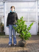 Prunus laurocerasus 'Rotundifolia' / Kirschlorbeer 'Rotundifolia' 80-100 cm mit Ballierung