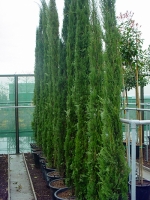 Cupressus sempervirens / Säulenzypresse 400-450 cm im 90-Liter Container