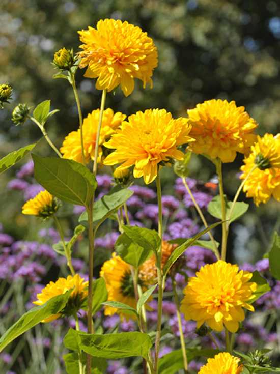 StaudenSonnenblume 'Soleil D'Or' / Helianthus decapetalus 'Soleil d'Or'