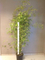Phyllostachys aureosulcata 'Aureocaulis' / Goldener Peking Bambus 125-150 cm im 12-Liter Container