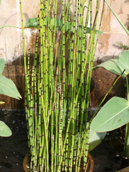 TeichSchachtelhalm / Equisetum fluviatile günstig kaufen