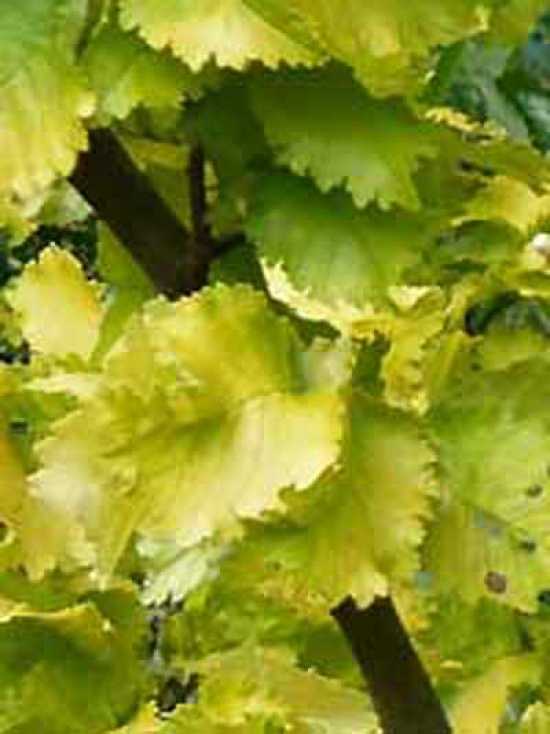 GoldUlme / Ulmus hollandica 'Wredei' / Ulmus carpinifolia 'Wredei'